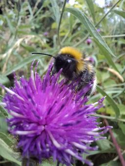 Bumblebee on a flower, July 2026 monitoring visit