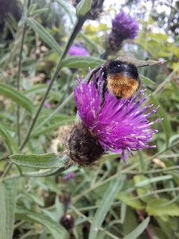 Bumblebee on a flower, July 2026 monitoring visit (second photo)