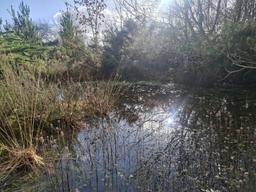 Constructed pond at Castlepook, February 2026