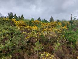 Naturally regenerating gorse and scrub, May 2023