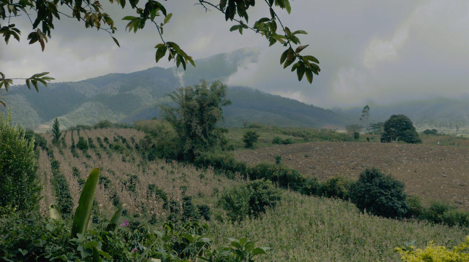 Kape Miarayon
