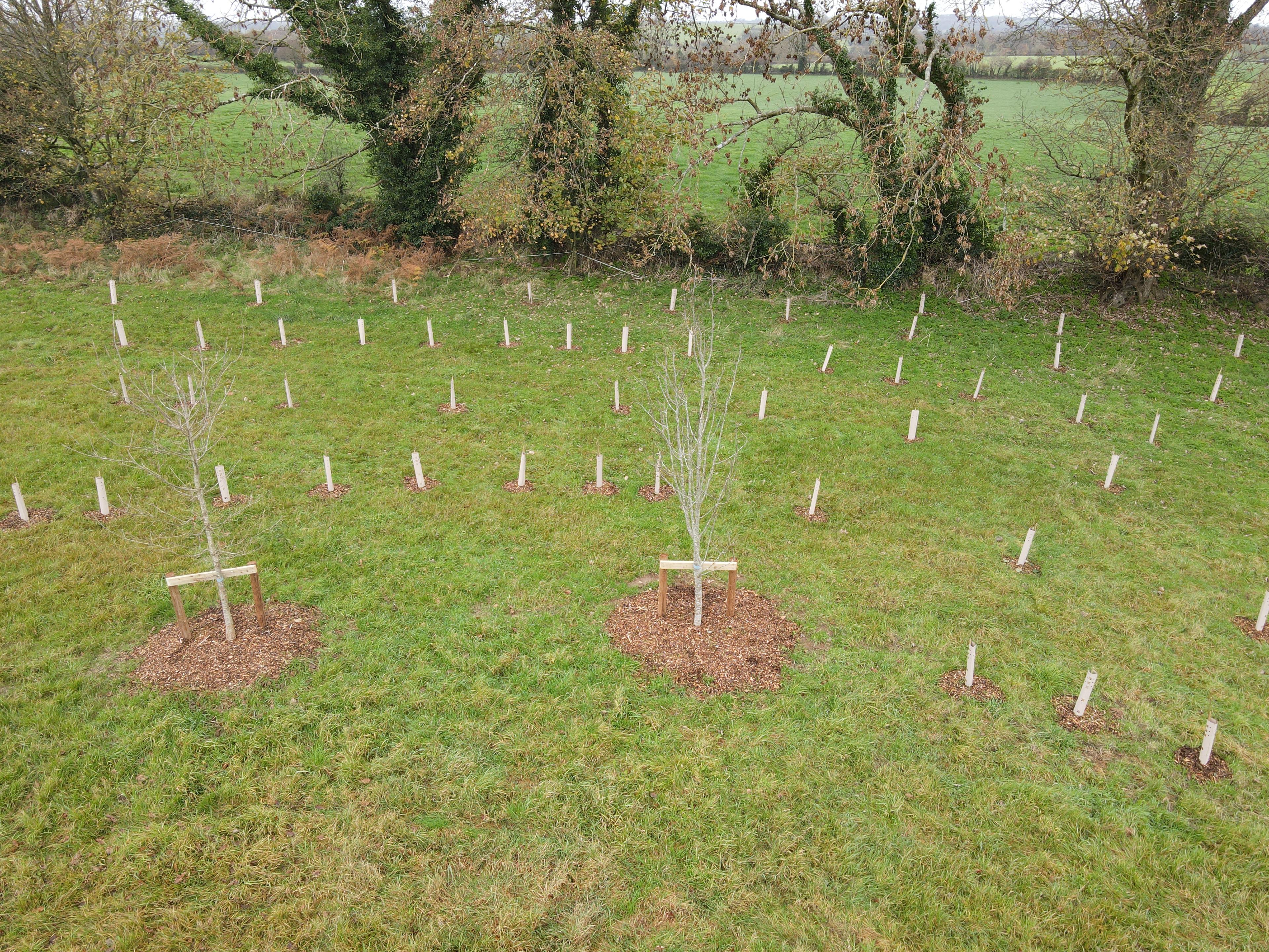 The Rectory Pollinator Forest