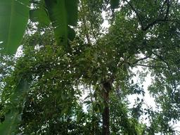 Anunang tree canopy