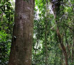 Lawaan tree within the forest canopy