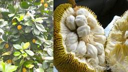 Marang fruit tree — priority species for reforestation